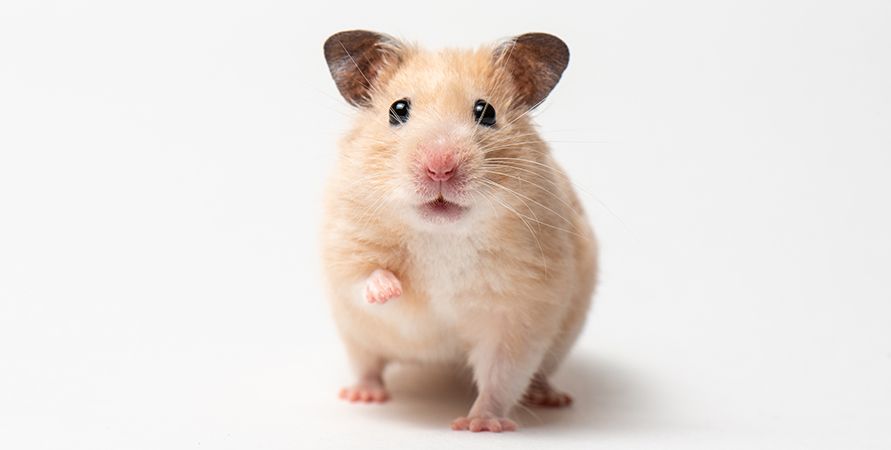 Счастливый хомяк после стрижки